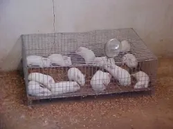 Ratos brancos confinados e torturados em laboratório (Foto: Reprodução/EcoAgência)
