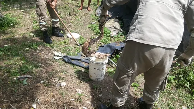 Bombeiros de Penedo capturam serpente no Bairro Santo Antônio. (Foto: Divulgação/ Boa Informação)
