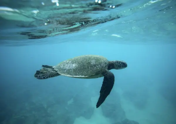 As tartarugas-verdes existem sobretudo nos oceanos Índico e Atlântico. (Foto: Reuters) 