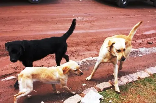 Segundo consta no resultado do censo, Três Lagoas possui 19.923 cães e 5.974 gatos. (Foto: Jornal Dia Dia) 