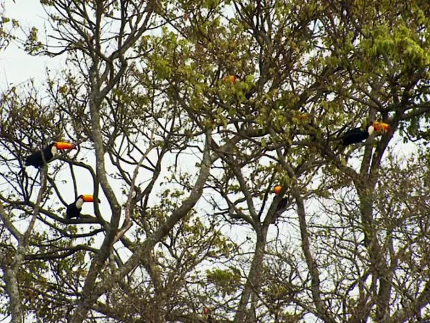 Somente em uma árvore, haviam mais de 10 aves em Varginha, MG (Foto: Carlos Cazelato / Reprodução EPTV)