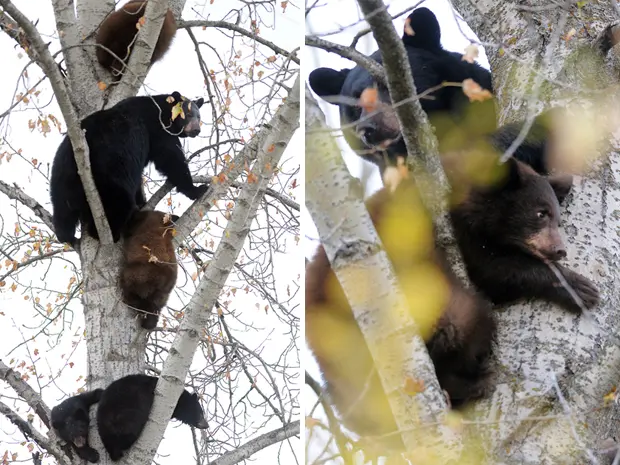 Ursa-negra (Ursus americanus) e seus quatro filhotes buscam abrigo em uma árvore em Montana, nos EUA.  (Foto: Brenda Ahearn/Daily Inter Lake/AP)