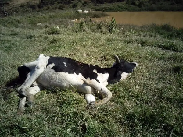 Vaca morreu após agonizar por alguns dias, segundo moradores (Foto: Gracie Kelly Goulart Aparecido/VC no G1)