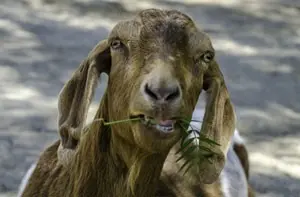Homem admitiu que manteve relações sexuais com cabra (Foto ilustrativa: Joe Klamar/AFP)