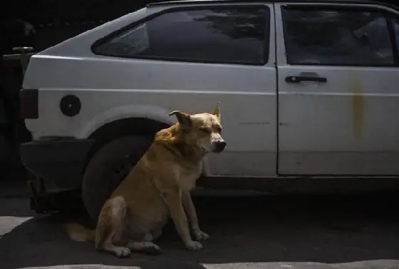 Assim como no longa "Sempre ao Seu Lado", cachorro sofre com a ausência de seu dono (Foto: Apu Gomes / Folhapress) 