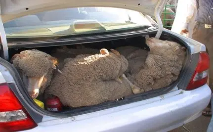 Ovelhas exportadas da Austrália, amarradas e amontoadas em um porta-malas no Kuwait. Foto: Animals Australia