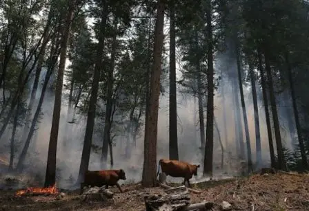 Bovinos caminham próximos ao fogo, em meio a trecho de floresta atingido pelo Rim Fire. Foto: Justin Sullivan / Getty Images