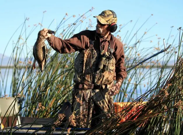  Thornton McCurry recolhe pato morto por botulismo aviário em Tule Lake. Foto: Herald And News, Steve Silton/News Times 