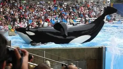 Documentário sobre orca 'assassina' gera polêmica sobre cativeiro de animais  (Foto: MSN)