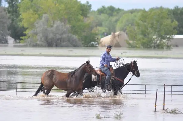 Morador resgata cavalos no Colorado. Foto: Doug Conarroe, North Forty News