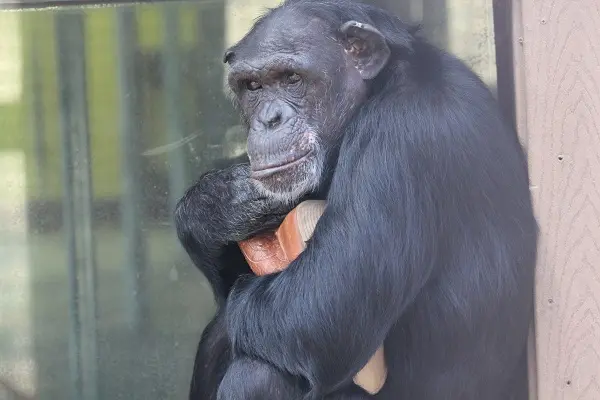 Jamie abraça um de seus brinquedos favoritos: botas. Foto: Chimpanzee Sanctuary Northwest