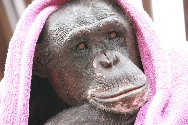 Negra, um dos sete chimpanzés explorados em laboratório recebida pelo Santuário Chimp NW. Foto: Chimpanzee Sanctuary Northwest