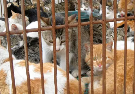 Centenas de gatos serão mortos para consumo em festa no Peru (Foto: Reprodução)