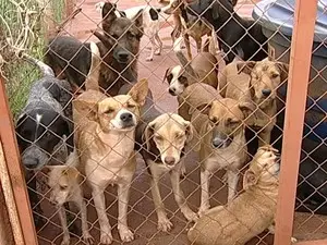 Supra fica responsável por tratar de até 400 animais (Foto: Reprodução/TV Integração)