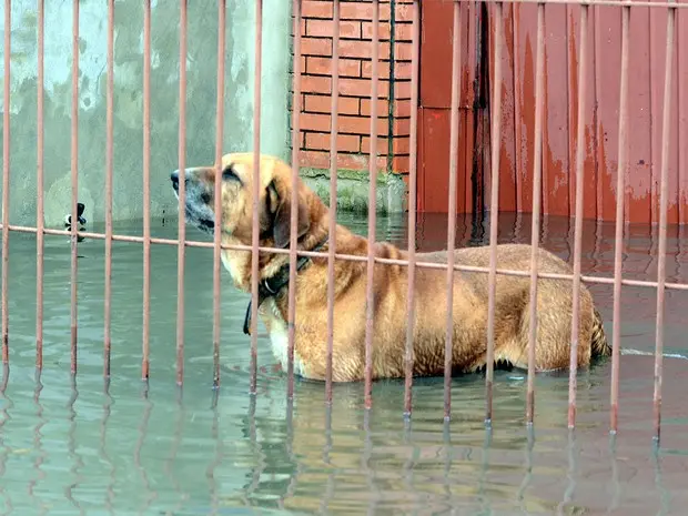 Animais de famílias desabrigadas foram resgatados pela Seda (Foto: Guerreiro/Divulgação PMPA)