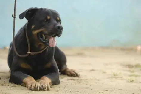 Segundo afirmam organizações de proteção a animais, existem 50 mil cães abandonados nas ruas (Foto: Raphael Alves)