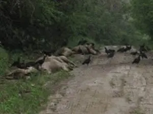 12 animais são encontrados mortos em estrada (Foto: Policia Militar de Barro Preto / Divulgação)