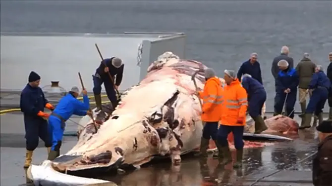 Cadáver de baleia com diversos homens em volta e alguns arpões enfiados na carcaça