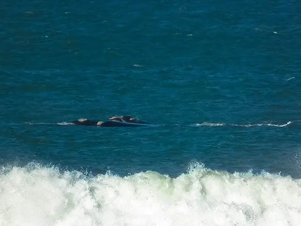 Baleias-francas são monitoradas constantemente em SC (Foto: Instituto baleia-franca/Divulgação)