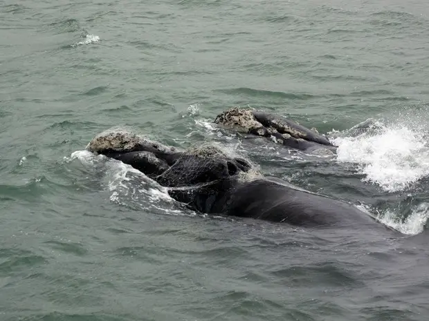 Baleias foram avistadas com pedaços de rede presos (Foto: Paulo Flores/CMA/ICMBio/ Divulgação)