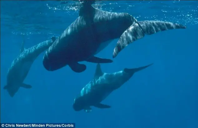 Um painel de revisão científica independente descobriu que os sistemas, utilizados principalmente para o mapeamento subaquático, foram responsáveis ​​pelo encalhe em massa de 100 baleias cabeça de melão em Madagascar, em 2008.