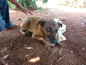 Cão foi encontrado dentro de saco plástico (Foto: Apar/Divulgação)