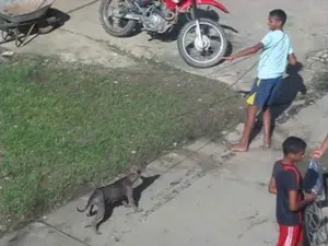 Vídeo mostra crianças participando de çaça a  os cachorros. (Foto: Reprodução/ Aragonei Bandeira)