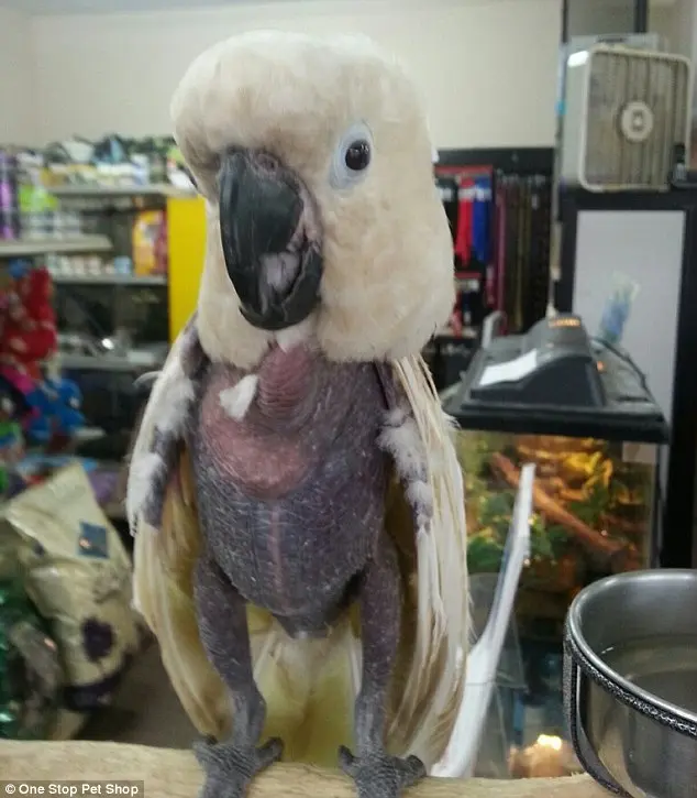 Pássaro livre: as penas da Cacatua caíram depois dela ter sido exposta aos efeitos fatais da metanfetamina quando ela era um animal de estimação num laboratório de drogas no Tennessee.
