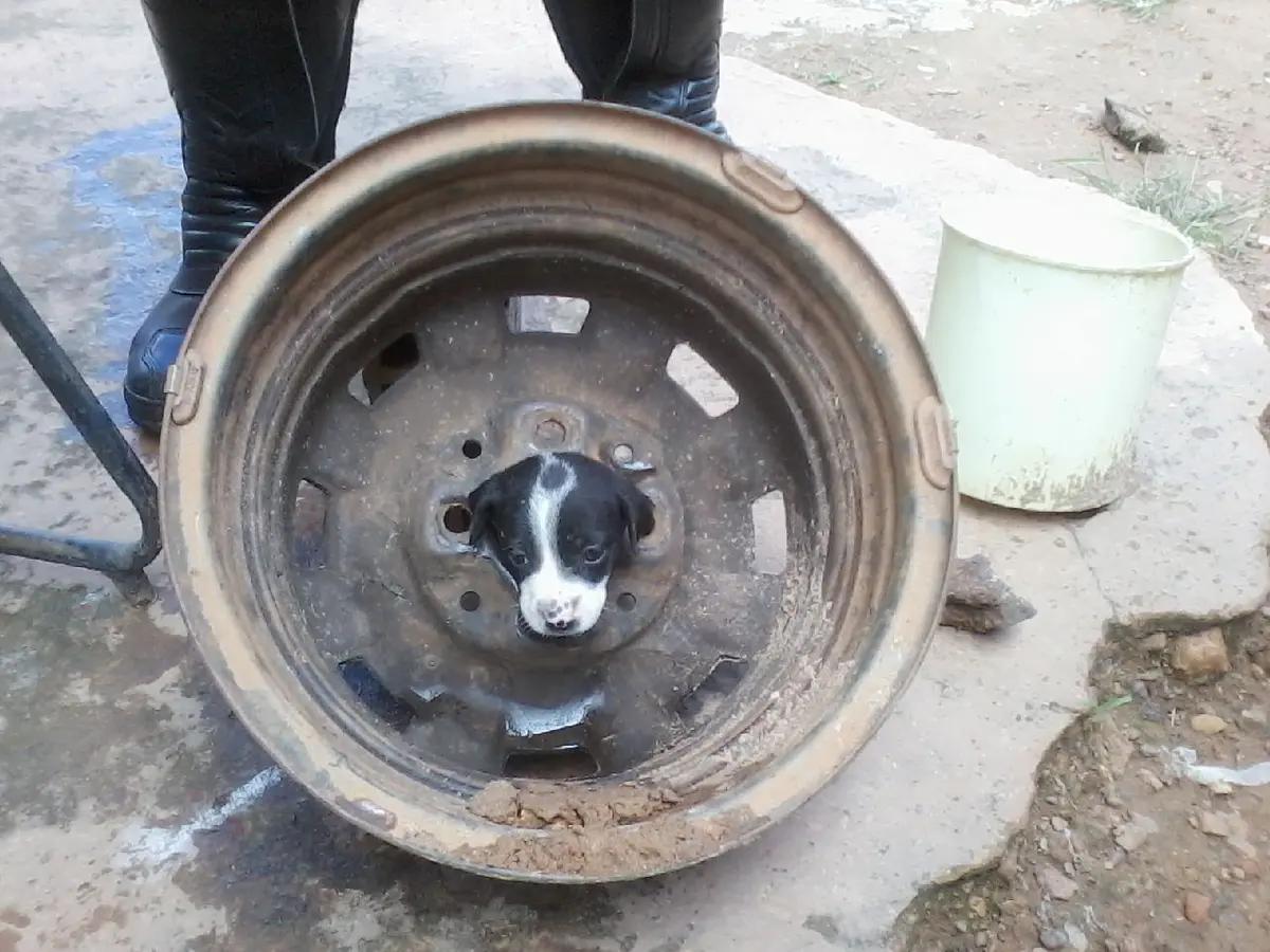 Cachorro fica preso na roda do automóvel (Foto: Bombeiros)