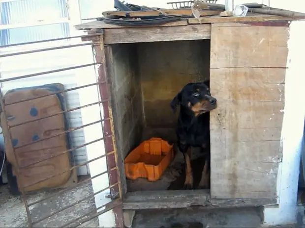 Dono de oficina é condenado por maus tratos a cachorro em Pouso Alegre (Foto: Reprodução EPTV)