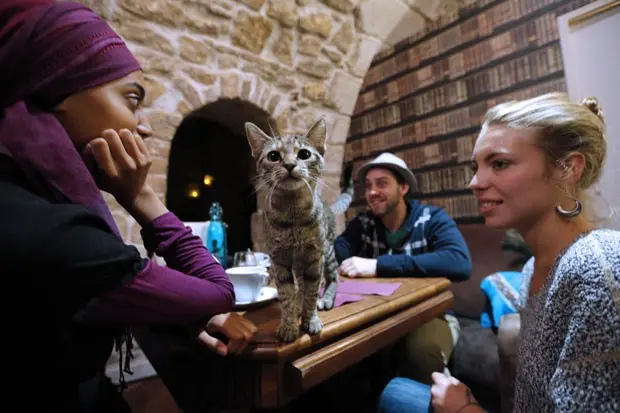 O 'Café des chats', em Paris, primeiro 'cat cafe' da capital francesa (Foto: François Guillot /AFP)