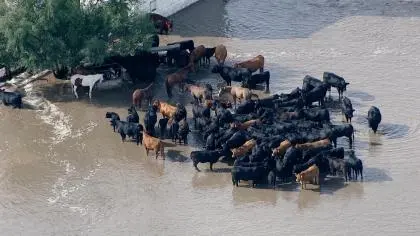 Bovinos criados para consumo humano assustados em meio à inundação no condado de Weld (Foto: CBS)