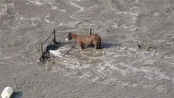 Cavalo sozinho amarrado a uma cerca, com a água subindo em grande velocidade. Foi resgatado posteriormente (Foto: KUSA_9 News)