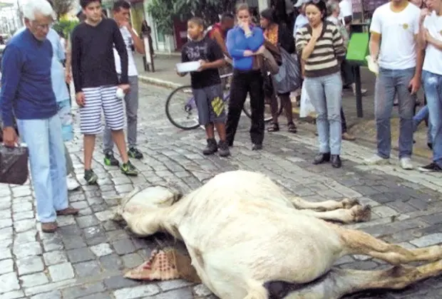  Cavalo que morreu neste ano pode ter sido consumido pelo cansaço  (Foto: Divulgação)