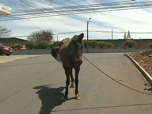 Cavalo foi abandonado na quinta-feira (26), dizem trabalhadores da região (Foto: Reprodução/RPC TV)