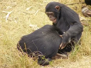 Filhote de chimpanzé participa de brincadeira (Foto: Divulgação)