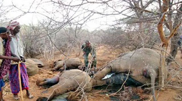 Caçadores envenenam mais de 80 elefantes com cianeto de potássio na África. (Foto: Reprodução/La Republica)
