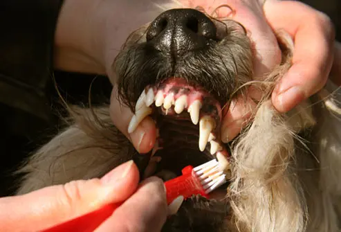 como-escovar-os-dentes-do-cachorro-8