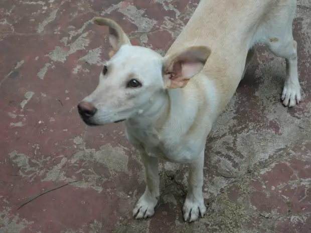A segunda cachorra que vive na sede do PV (Foto: Eduardo Duarte/G1)