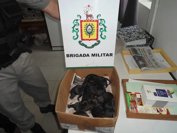 Cachorros foram encaminhados para uma instituição de cuidados com animais (Foto: Divulgação/BM)