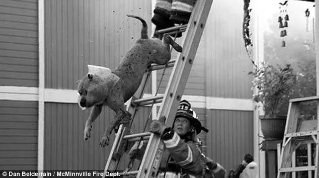 Dois cachorros pularam corajosamente da casa em chamas