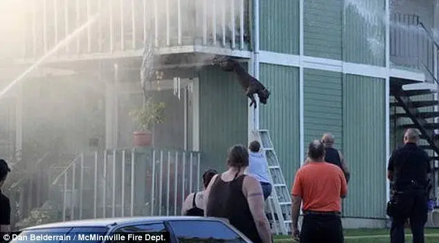 Ninguém se feriu, apesar do fogo e dos pulos que os cães foram forçados a dar.