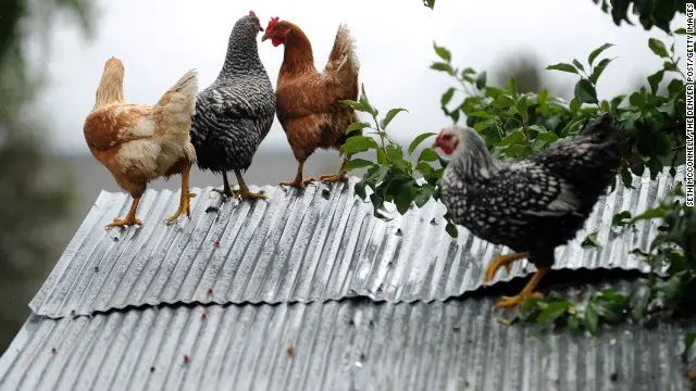 Algumas galinhas fogem para telhado para escapar de enchente em Longmont (Foto: CNN)