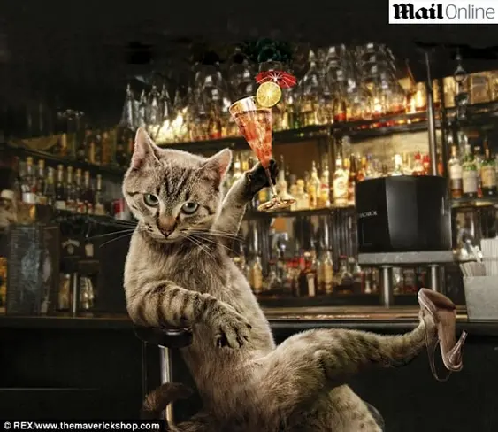 Em novo calendário, gatinhos posam como se fossem modelos humanos. (Foto: Paul Cocken/ Virgula/ Divulgação)