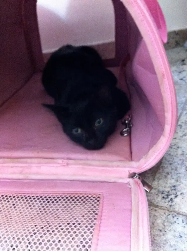 Gato de sete meses precisa de um lar (Foto: Reprodução)