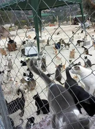 Gatos em um abrigo do Chipre. (Foto: Divulgação)