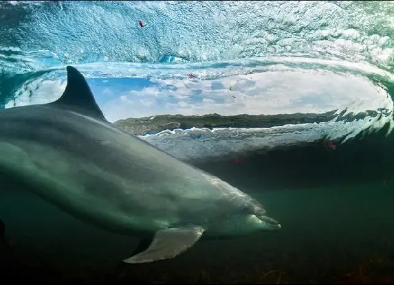 Imagem aproximada de um golfinho.