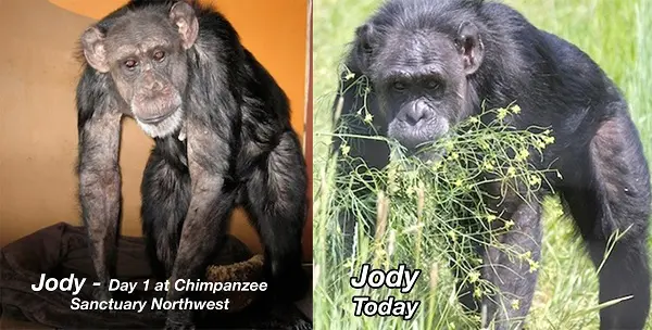 Jody antes de chegar ao Santuário, e depois. Foto: Chimpanzee Sanctuary Northwest