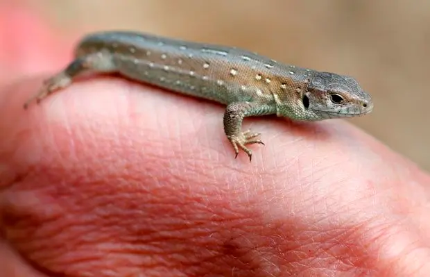 Pequeno lagarto é uma das espécies de rápteis mais rara do Reino Unido (Foto: Reuters/Phil Noble)