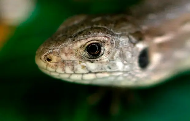 Ao todo, cerca de 9 mil lagartos-ágeis já foram reintroduzidos na natureza por meio de projetos de conservação.  (Foto: Reuters/Phil Noble)